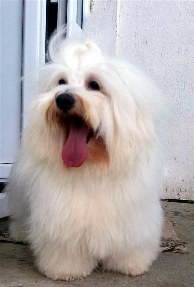 Coton-de-Tulear-Tulearski-pas