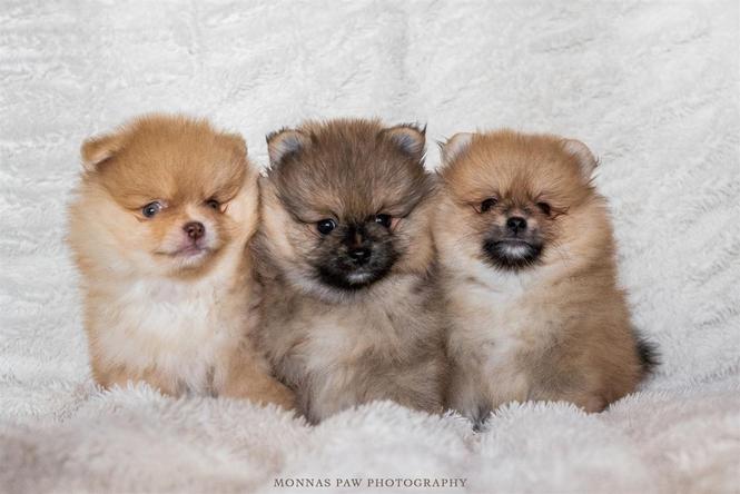 Pomeranac BOO, štenci 