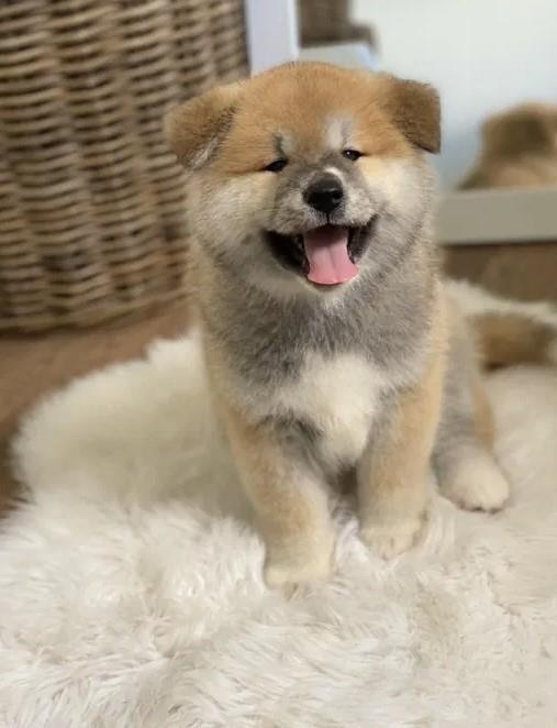 Aljaski-malamut-i-akita-inu-štenci-na-prodaju