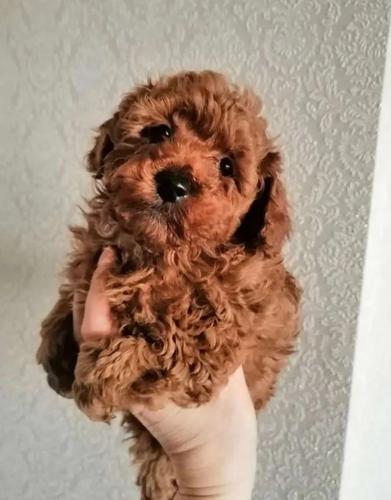 Toy pudle u svim bojama
