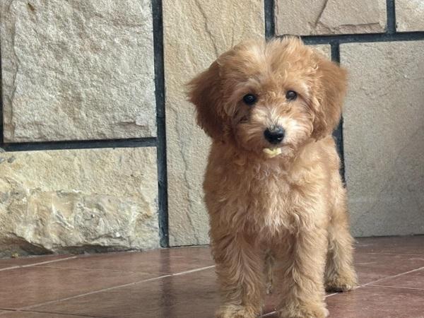 Slobodni štenci CAVAPOO