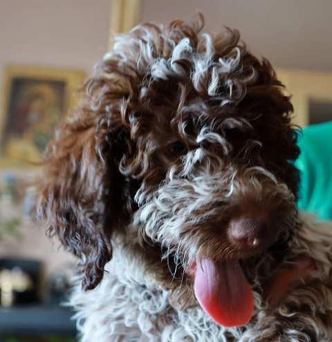 Lagotto Romagnolo štenci
