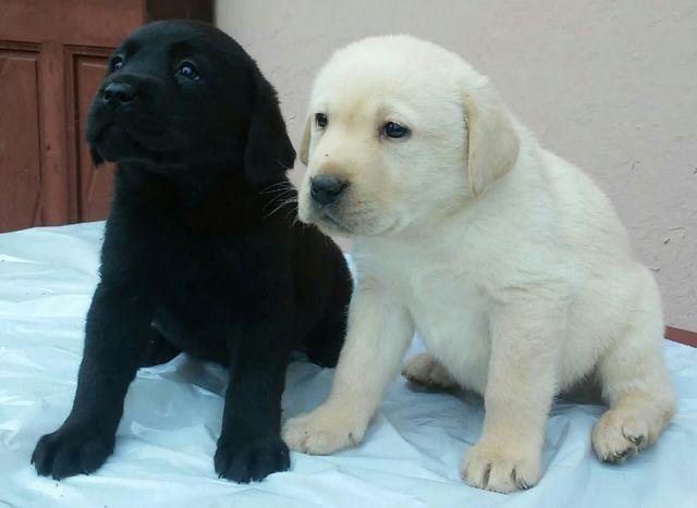 Labrador retriver, izuzetnih krvnih linija 