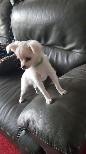 Zapanjujući kvalitetni puni Chihuahua štenaca