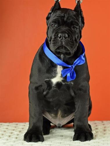 muškaraca i žena cane corso štenci