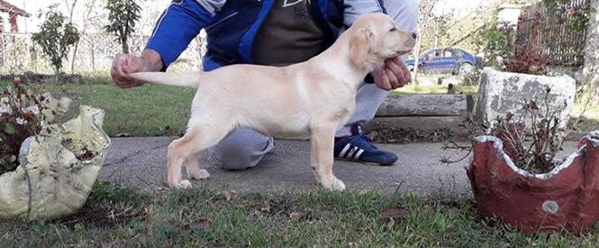 Labrador retriver, zensko stene