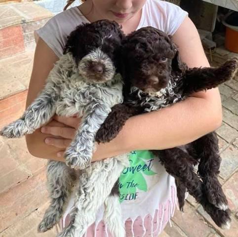 Lagotto Romagnolo, štenci