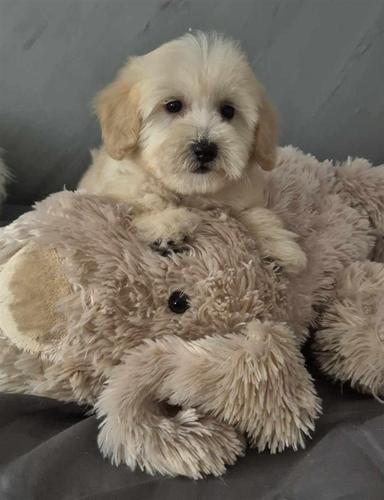 Pudle i Maltipoo štenci