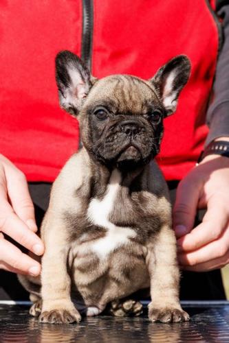 Francuski buldog stenad