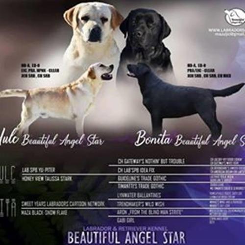 Labrador Retriver 