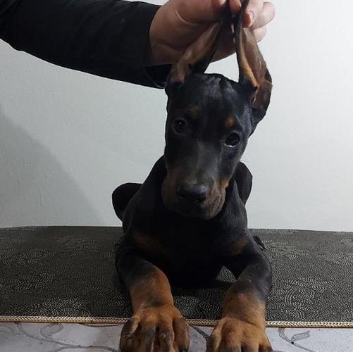 Doberman stenci