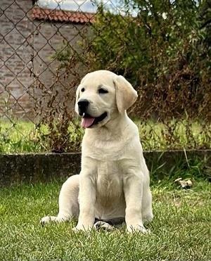 Labrador Retriver štenci - ženke 