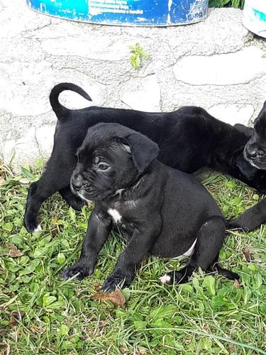 stenci cane corso
