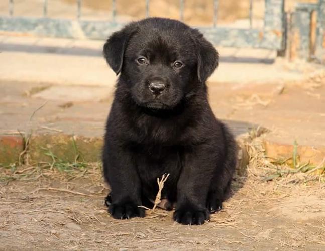 Labradori, stenci crne i cokoladne boje