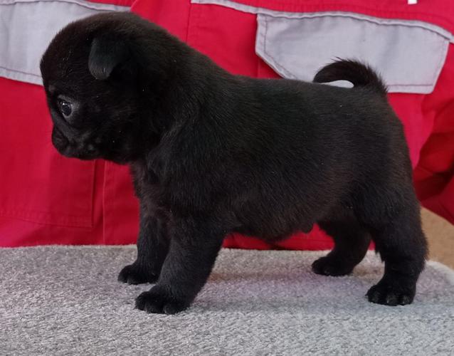 Mops