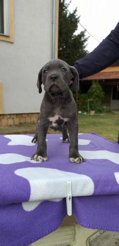 Cane corso štenci