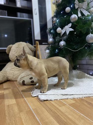 Francuski buldog štene