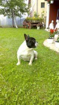 Francuski-buldog-stenad