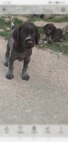 Nemački oštrodlaki ptičar štenci