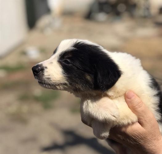 Border koli muško štene 