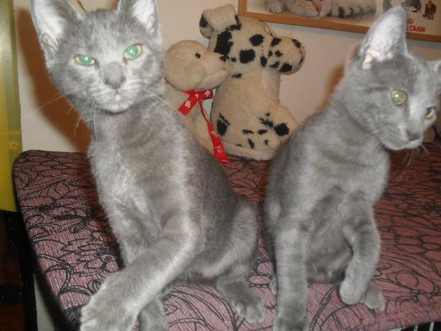 Ruski-plavi-macici
