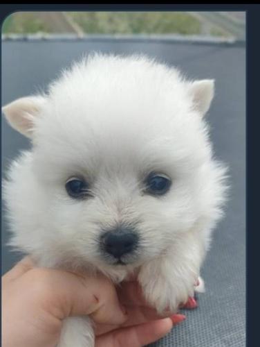 Pomeranski spic
