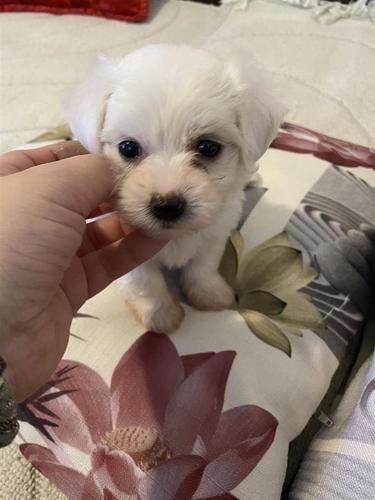 Maltezer