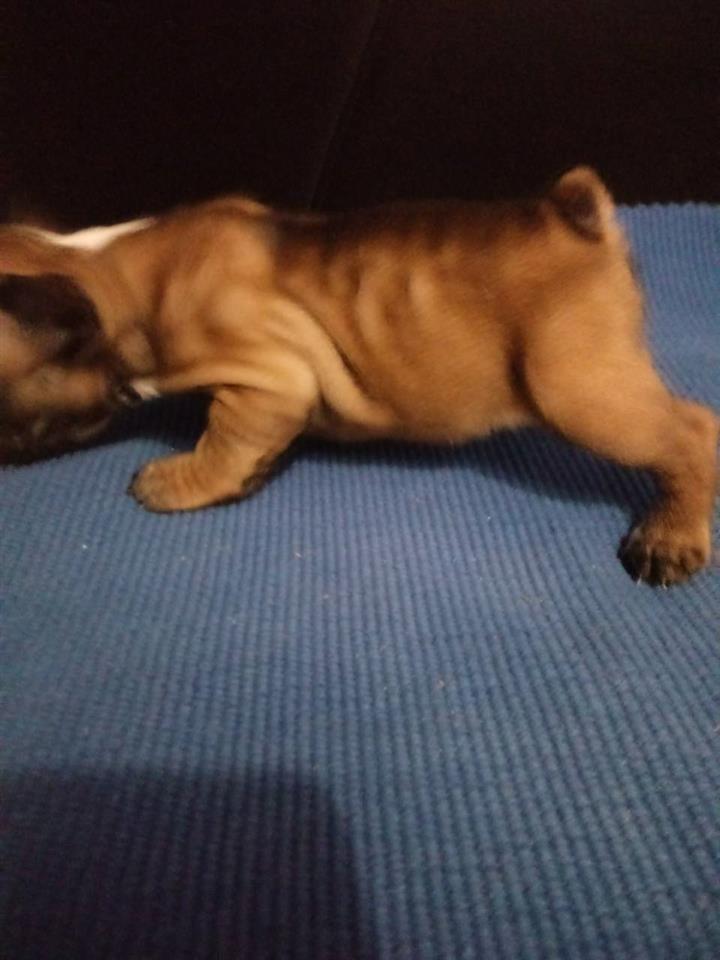 Francuski-buldog-stenad