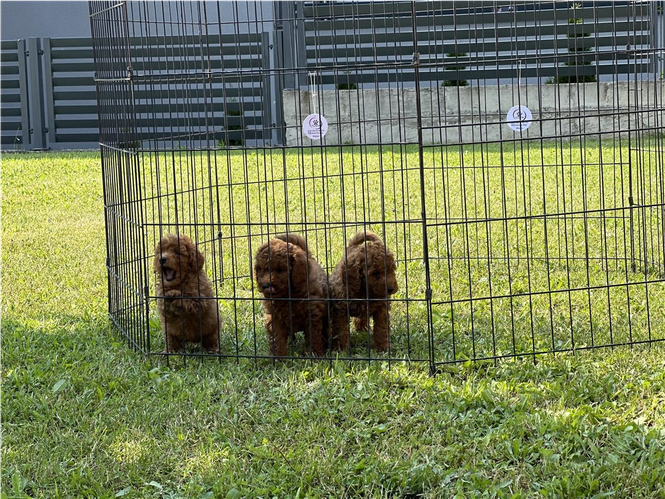 Poodle