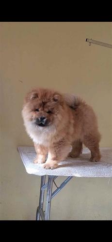 Chow chow stene za novi dom