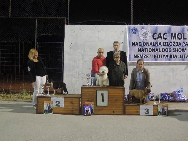Muzjak KOVRDZAVOG BISONA - parenje