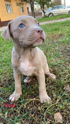 PitBull Blueline Lilac Štenci