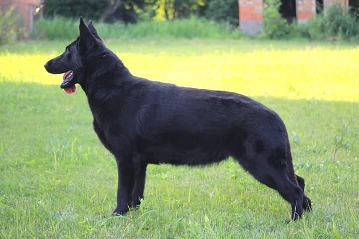 Belgijski-I-Nemacki-ovcari