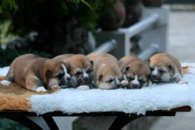 Akita inu štenci 