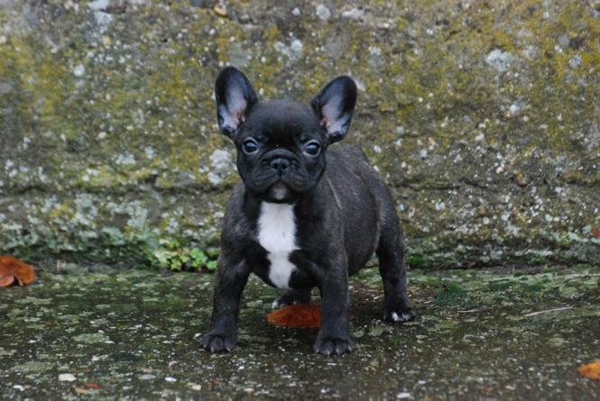 Francuski buldog stenci