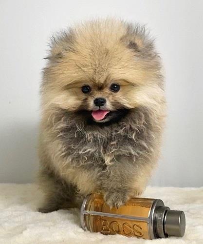 Pomeranac (BOO),čistokrvni (FCI), patuljasti 
