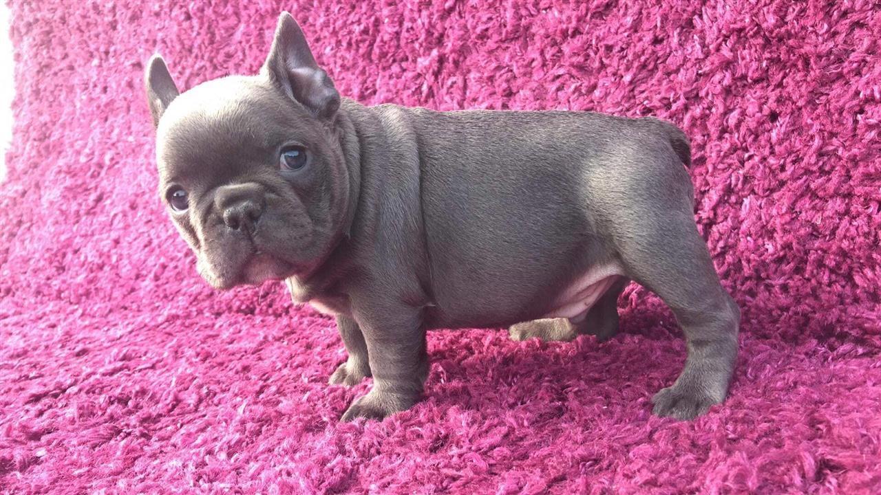Plavi-francuski-buldog-štenci