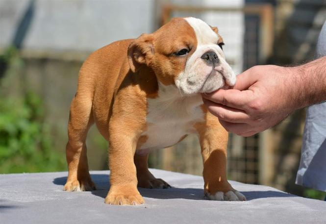 Engleski buldog
