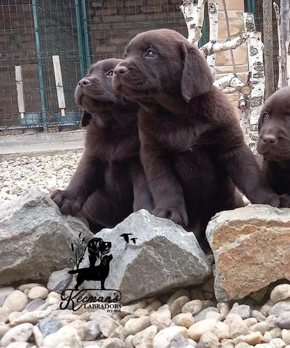 Labrador Retriver štenci
