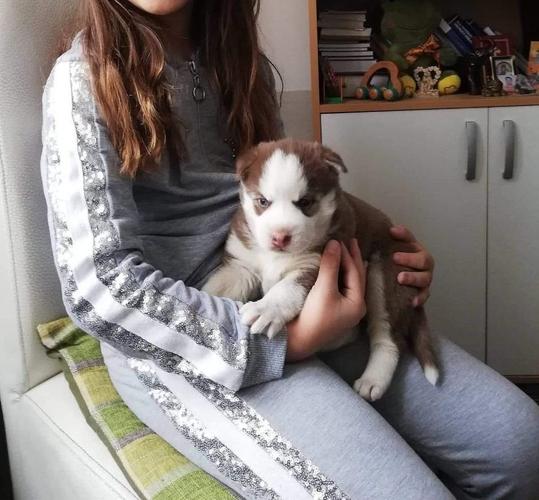Prodajem štene sibirskog haskija