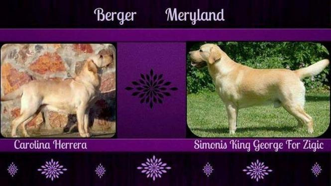 Labrador retriver 