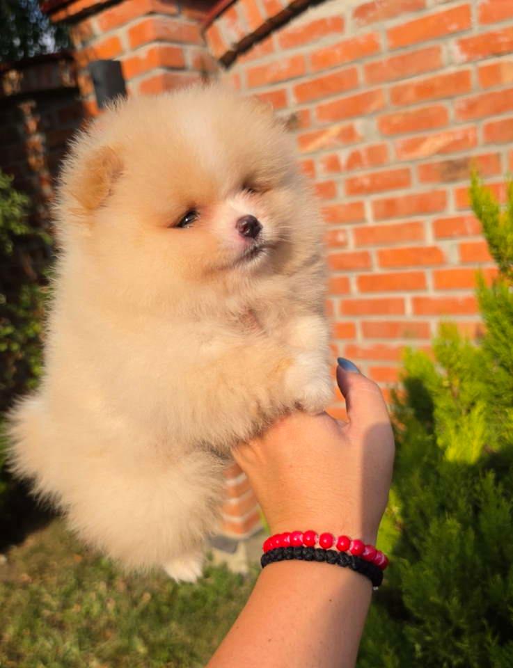 Teddy-bear-pomeranci--dve-sestre