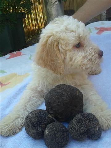Tartufarski pas,Lagotto Romagnolo stenci