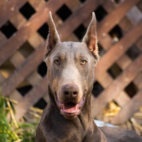Izabel Doberman muzjak za parenje