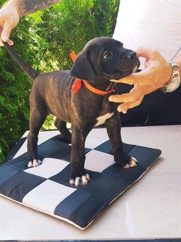Stenci Canecorso