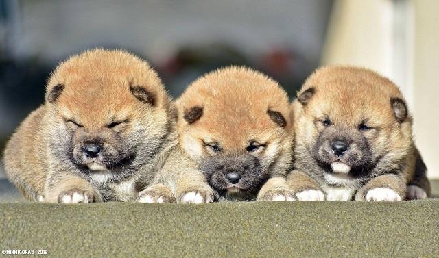 Shiba Inu