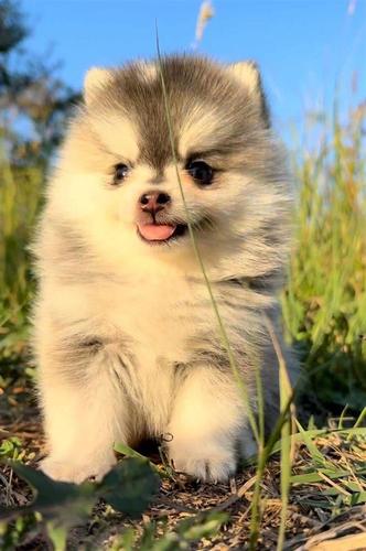 Pomsky- pomski, izrazito patuljasti i mini 
