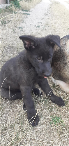 Prodajem štenad crnog njemačkog ovčara