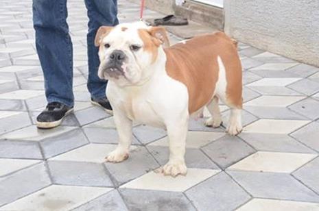 Engleski-buldog