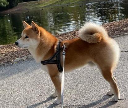 Šiba-Inu-štenci